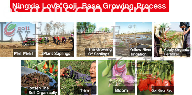 Nuevo proceso natural de cultivo de bayas de Goji New Natural Goji Berry growing process